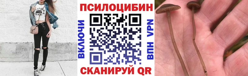 Галлюциногенные грибы Psilocybe Спасск-Дальний